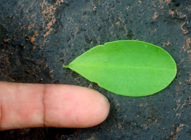 Image of Erythroxylum havanense Jacq.