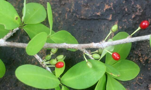 Image of Erythroxylum havanense Jacq.