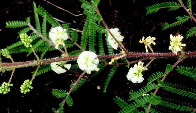 Imagem de Acaciella villosa (Sw.) Britton & Rose