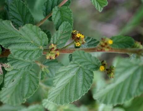 Image de Waltheria indica L.