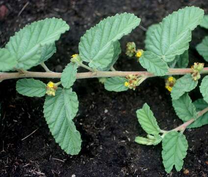 Imagem de Waltheria indica L.