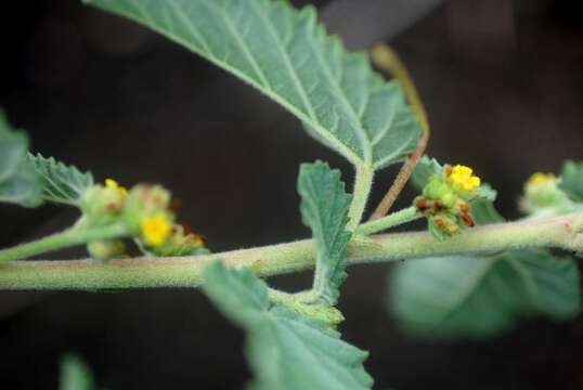 Imagem de Waltheria indica L.