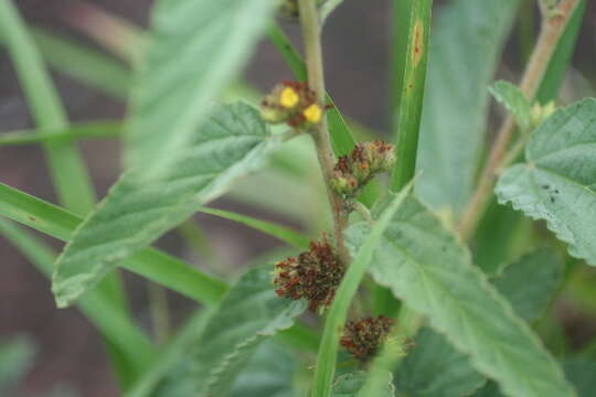 Image de Waltheria indica L.