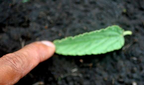 Image de Waltheria indica L.