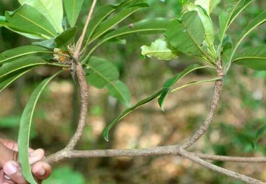 Image of Manilkara chicle (Pittier) Gilly