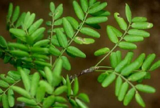 Image of Lonchocarpus hughesii M. Sousa