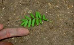 Image of Lonchocarpus hughesii M. Sousa