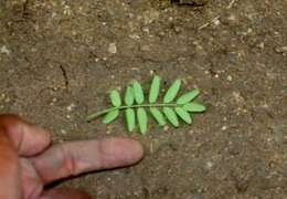 Image of Lonchocarpus hughesii M. Sousa