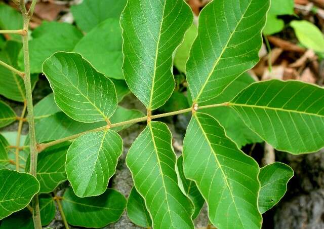 Imagem de Lonchocarpus costaricensis (Donn. Sm.) Pittier