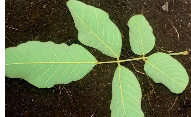 Imagem de Lonchocarpus costaricensis (Donn. Sm.) Pittier