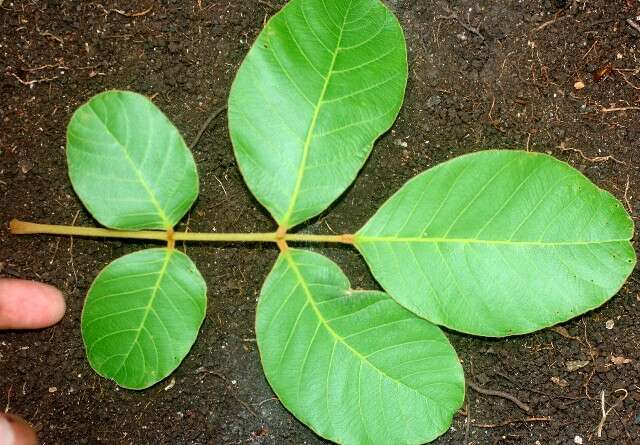 Imagem de Lonchocarpus costaricensis (Donn. Sm.) Pittier