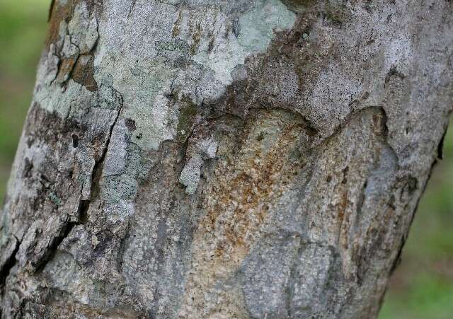 Piscidia carthagenensis (rights holder: Guanacaste Dry Forest Conservation Fund. Daniel H. Janzen. Year: 2010.)