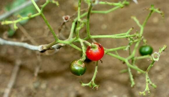 Plancia ëd Cordia collococca L.