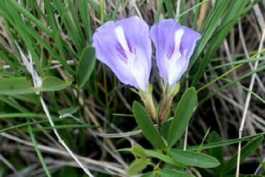 صورة Clitoria guianensis (Aubl.) Benth.