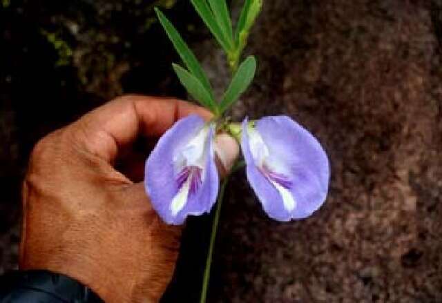 صورة Clitoria guianensis (Aubl.) Benth.