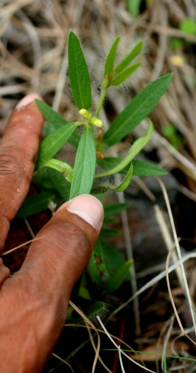 Image of sand pea