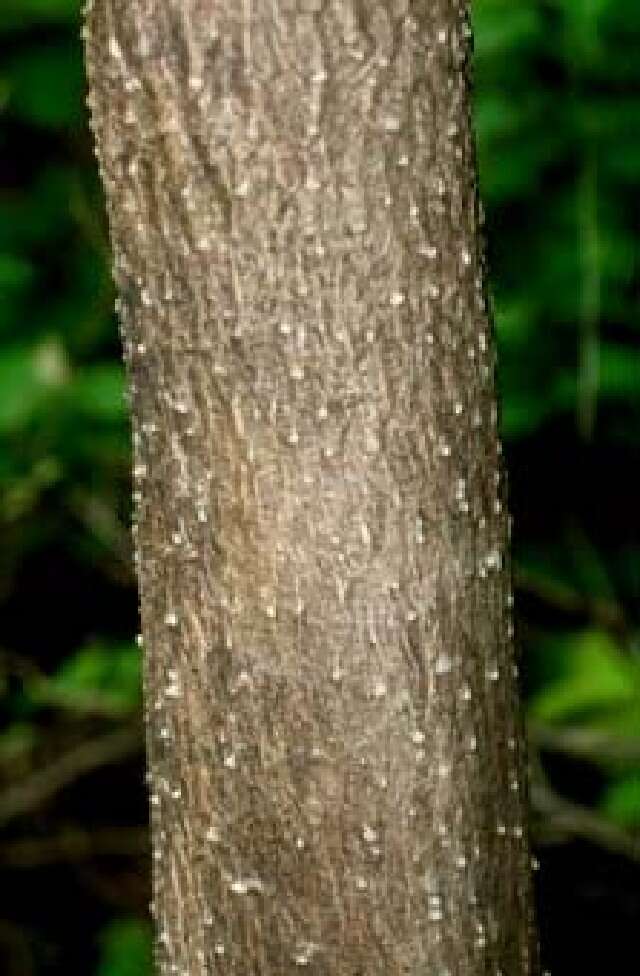 Image of pink trumpet-tree