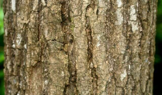 Image of pink trumpet-tree