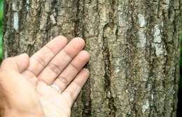 Image of pink trumpet-tree