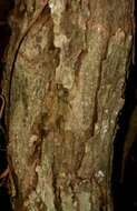 Image of Purple tabebuia