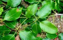 Image of Purple tabebuia