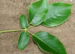 Image of Purple tabebuia