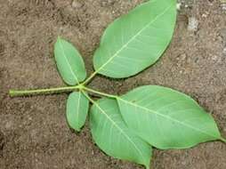 Image of Purple tabebuia