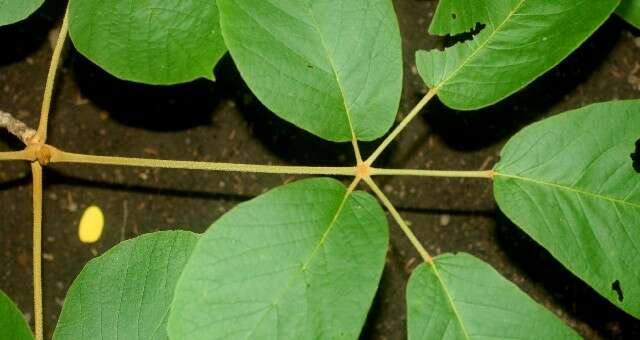 Image of Handroanthus ochraceus subsp. ochraceus