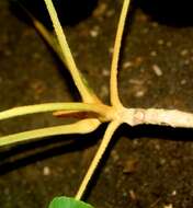 Image of Handroanthus ochraceus subsp. ochraceus
