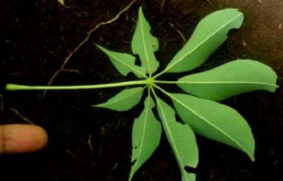 Image of Ceiba aesculifoilia