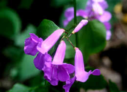 Image de Bignonia neoheterophylla L. G. Lohmann