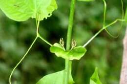 Image de Bignonia neoheterophylla L. G. Lohmann