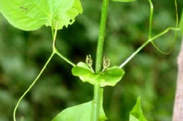 Imagem de Bignonia neoheterophylla L. G. Lohmann