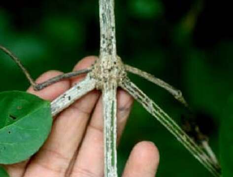 Image de Bignonia neoheterophylla L. G. Lohmann