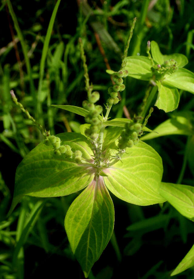 Plancia ëd Spigelia anthelmia L.