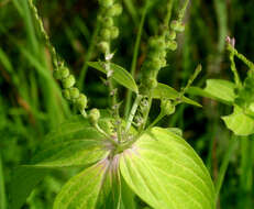 Plancia ëd Spigelia anthelmia L.