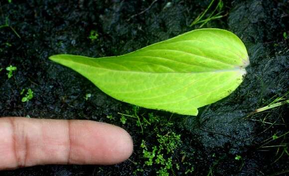 Image of West Indian pinkroot