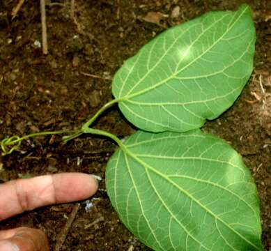 Image of Fridericia patellifera (Schltdl.) L. G. Lohmann