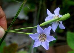 Image of Alophia silvestris (Loes.) Goldblatt