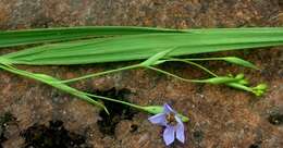 Image of Alophia silvestris (Loes.) Goldblatt