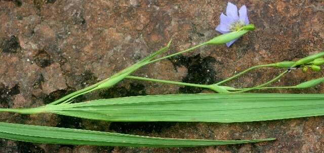 Image of Alophia silvestris (Loes.) Goldblatt