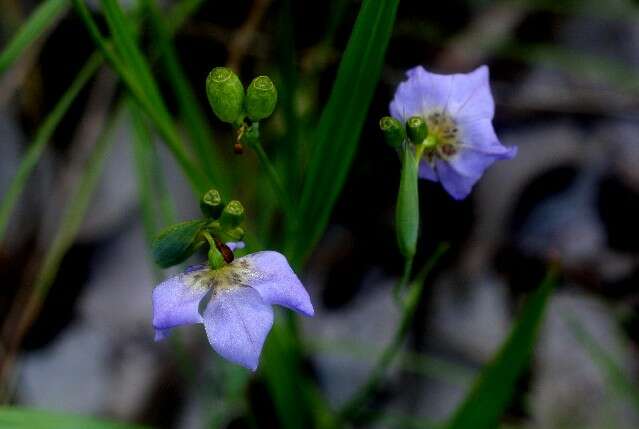 Image of Alophia silvestris (Loes.) Goldblatt