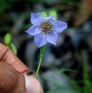 Image of Alophia silvestris (Loes.) Goldblatt