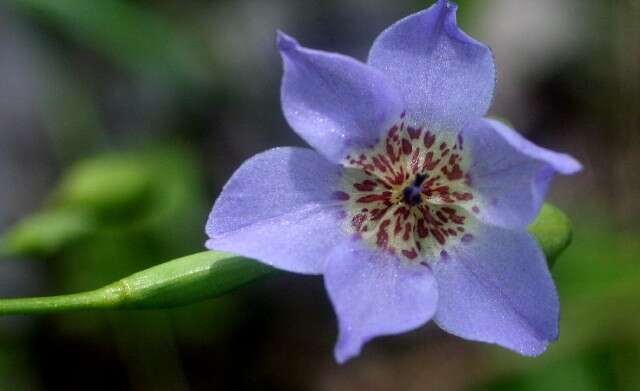 Image of Alophia silvestris (Loes.) Goldblatt