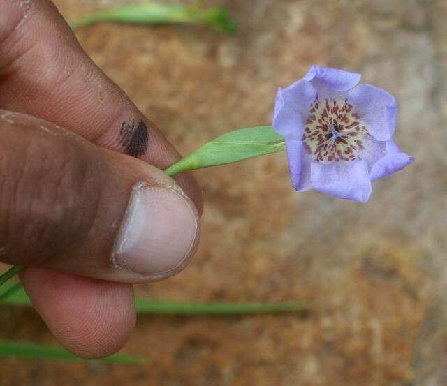 Image of Alophia silvestris (Loes.) Goldblatt