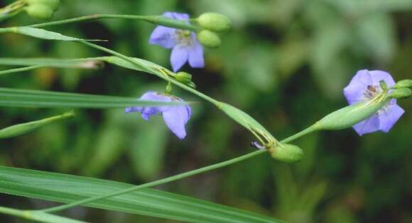 Imagem de Alophia silvestris (Loes.) Goldblatt