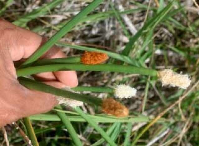 Plancia ëd Eleocharis geniculata (L.) Roem. & Schult.