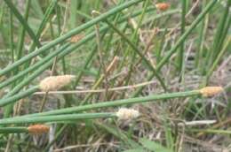 Plancia ëd Eleocharis geniculata (L.) Roem. & Schult.