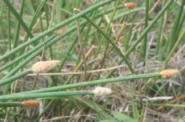 Plancia ëd Eleocharis geniculata (L.) Roem. & Schult.