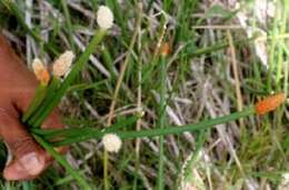 Plancia ëd Eleocharis geniculata (L.) Roem. & Schult.